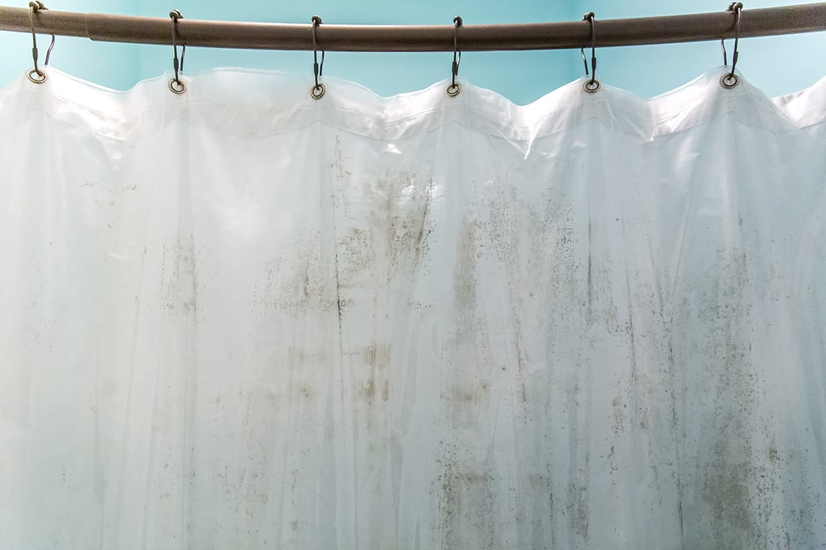 Dark brown mildew mold on plastic interior shower curtain