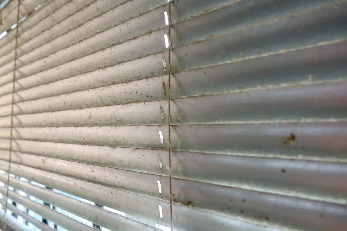 What Causes Molds And Mildew On Roller Blind - What Causes Molds And Mildew On Roller Blind