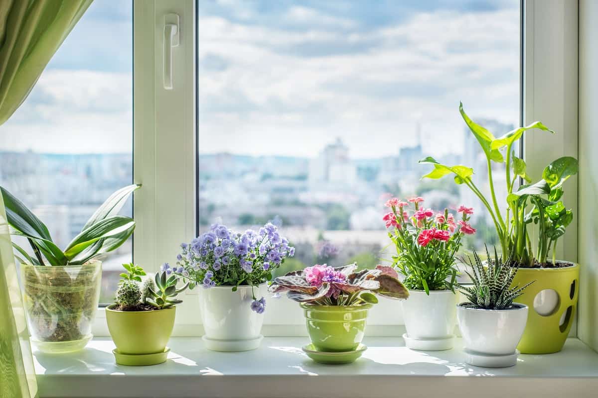 Window Sill Garden - House plants on window. Orchid, cactus, blue flower, violet, carnation, succulent, cala